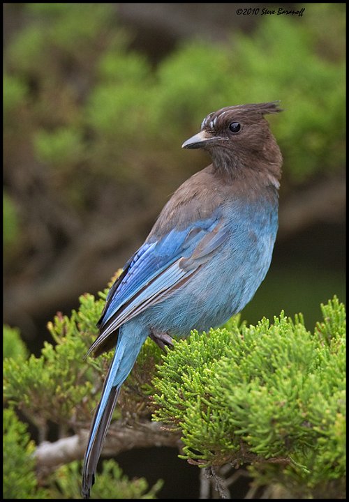 _0SB4677 juvenile stellers jay.jpg